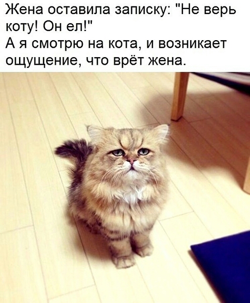 Жена оставила записку Не верь коту Он еп А я смотрю на кота и возникает ощущение что врёт жена