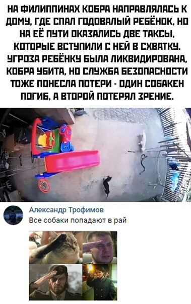 нп Филиппиннх кпнпн нпппннлились к дпмн гп ппл гпдпвппый РЕБЁНПК нп нп ЕЁ пнти пкпшись дн таксы кптппы вптнпипи ней в шашки нгрпзн рваЁнкн вьшя пиквидиппвяня кпнгп ннитп нп шшжвп впппснппи тпж ппнгспп пптвпи пдин спвпквн ппгив п втпппй пптгпяп зрение Александр Трофимов Все собаки попадают в рай