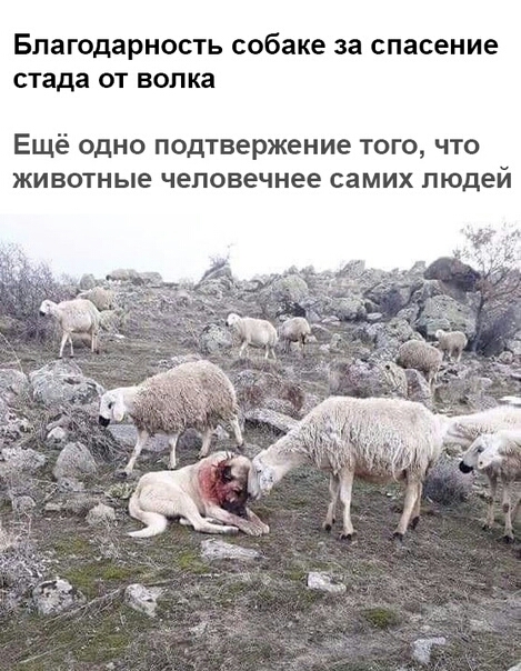 Благодарность собаке за спасение стада ОТ волка Ещё одно подтвержение того что ЖИВОТНЫЕ чеповечнее СЗМИХ ЛЮДЕЙ