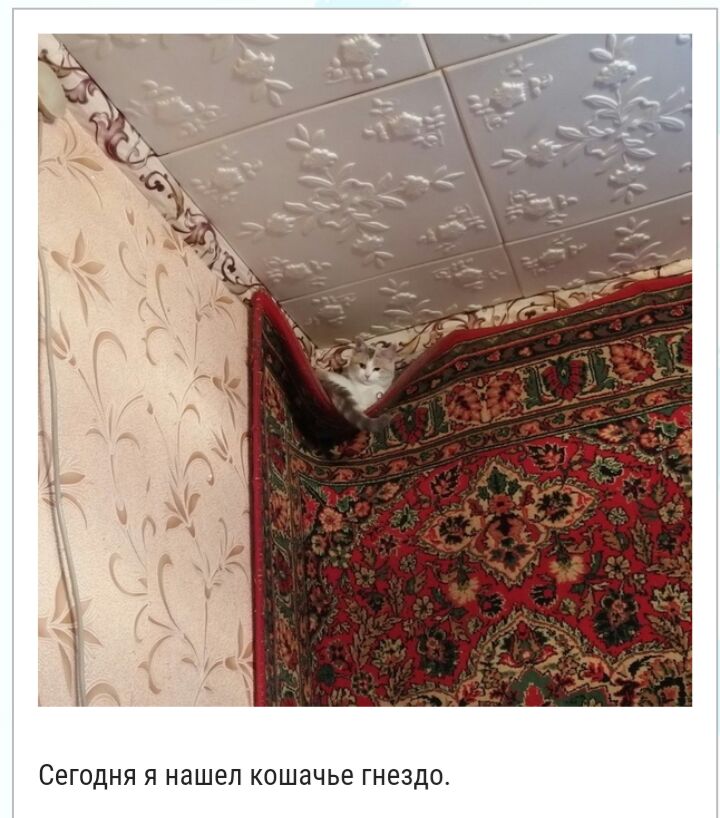 СЭГОДНЯ Я нашел КОШдЧЬЕ ГНЕЗДО