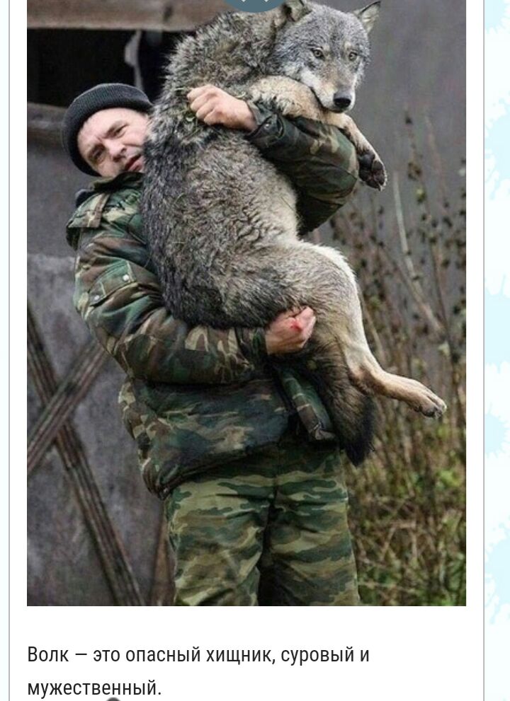 Волк это опасный хищник суровый и мужественный