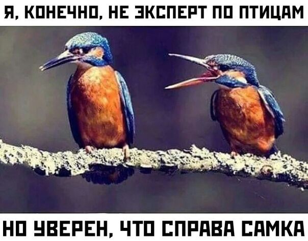 Я КПНЕЧНП НЕ ЭКСПЕРТ ПП ПТИЦдМ НП НВЕРЕН ЧТП ЕПРПВП ЕдМКП