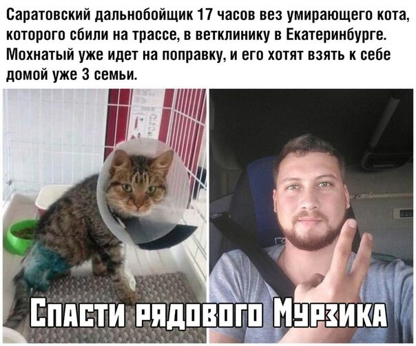 Саратовский дальнобойщик 17 часов вез умирающего кота которого сбили на трассе в ветклинику в Екатеринбурге Мохнатый уже идет на поправку и его хотят взять к себе шли щ домой уже 3 семьи