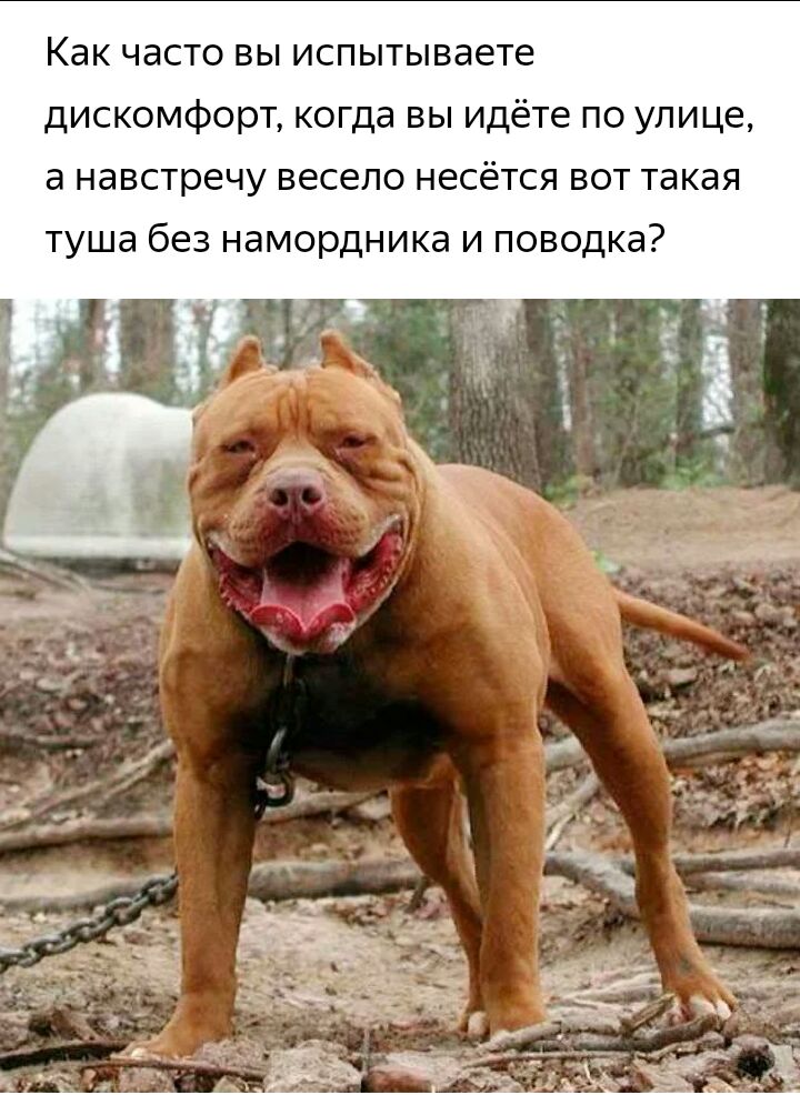 Как часто вы испытываете дискомфорт когда вы идёте по улице а навстречу весело несётся вот такая туша без намордника и поводка