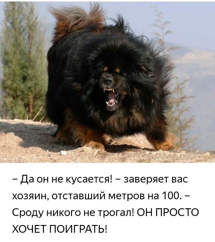 Да он не кусается заверяет вас хозяин отставший метров на 100 Сроду никого не трогал ОН ПРОСТО ХОЧЕТ ПОИГРАТЬ