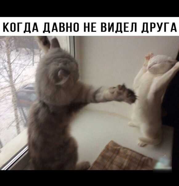 КОГДА ДАВНО НЕ ВИДЕЛ ДРУГА