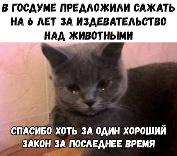 В Г ОСАУМЕ ПРЕМОЖИАИ САЖАТЬ НА 6 ЛЕТ ЗА ИЗАЕВАТЕАЬСТВО НАА ЖИВОТНЫМИ свдсиво хоть ЗА один хороший здкон зд последнее время