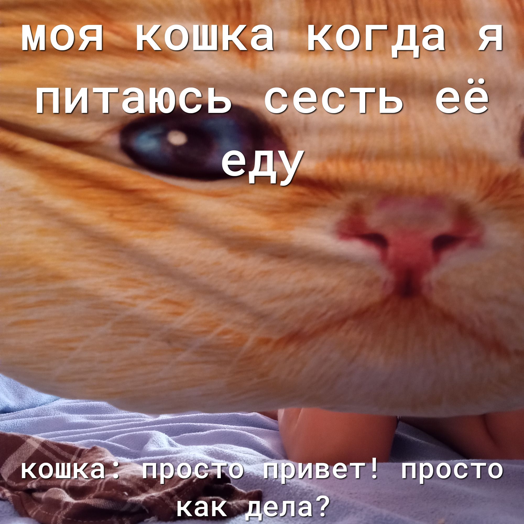 моя ктцкапкщда питаюсь еды ь ее едУ