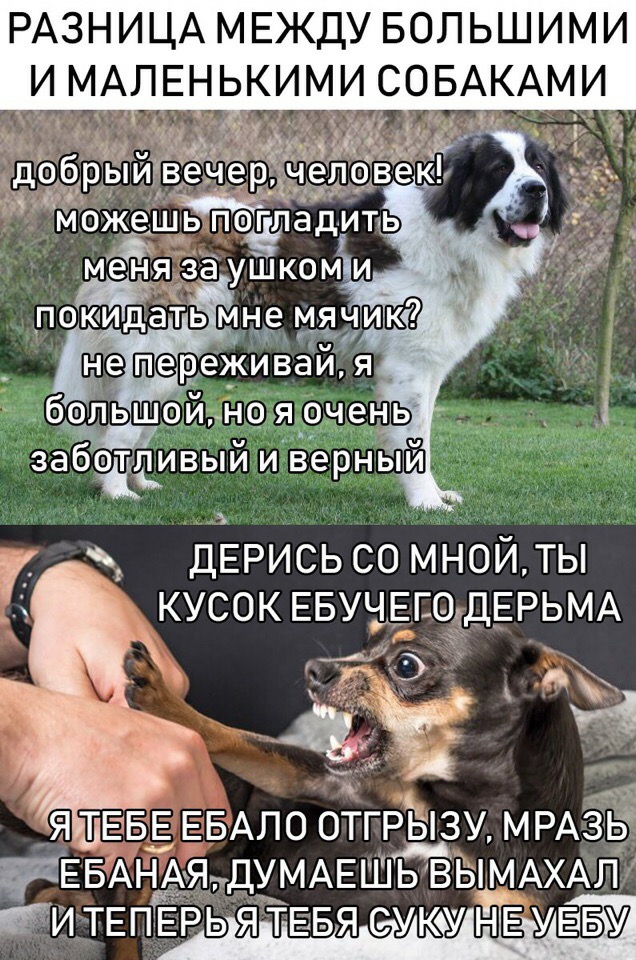 РАЗНИЦА МЕЖДУ БОЛЬШИМИ И МАЛЕНЬКИМИ СОБАКАМИ ДЕРИСЬСОМНОЙТЫ кусок ЕБУЧЕЮЁДЕРЬМА ЩЕБЕ ЕБАЛО ОТГРЫЗУ МРАЗЁ ЕБАНАЯДУМАЕШЬ ВЬМАХАЛ Йи ТЕПЕРЬ Я ТЕБЯ СУКУ НЕ УЁБ