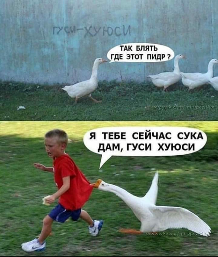 я ТЕБЕ сейчдс СУКА дАМ гуси хуюси