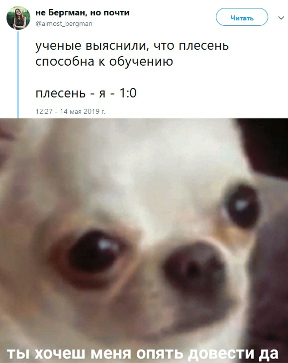 не Бергман но по пи ученые выяснили что плесень способна к обучению плесень я 10 12277 14 май 2019г