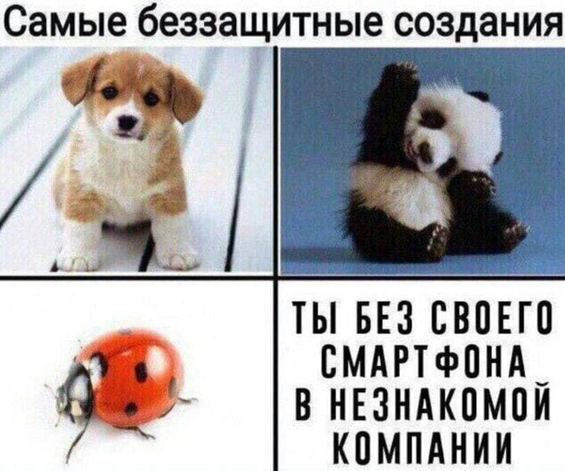 Самые беззащитные создания тьпввз своЕгп смдртфпнд_ внвзндкпмпи кпмпднии