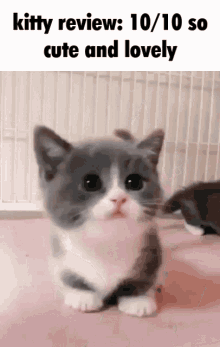kitty review: 10/10 so cute and lovely