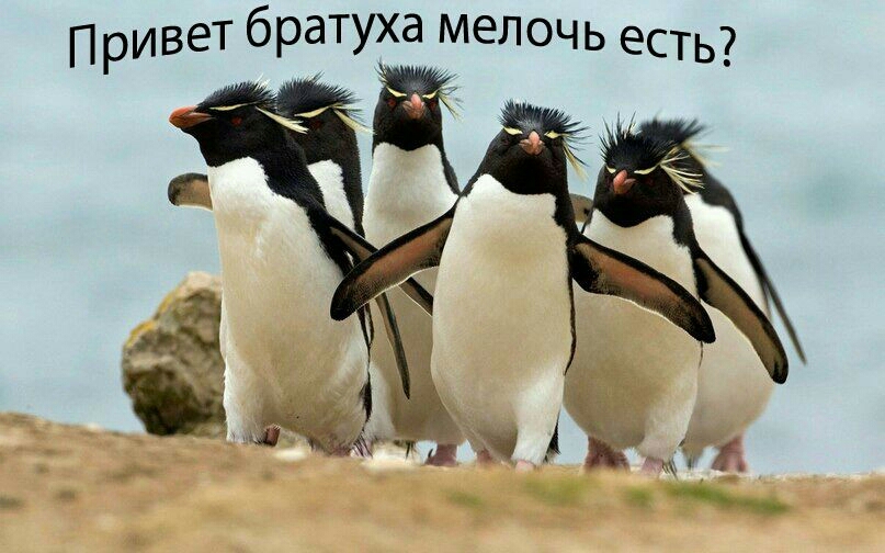 ПР И ве тб ра Т ухам е Л 0 ч Ь е С Т ь