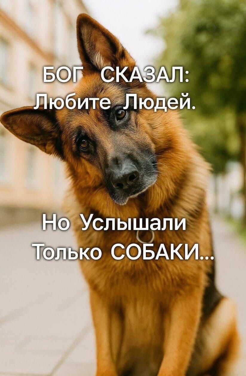 БОГ СКАЗАЛ: Любите Людей.
Но Услышали Только СОБАКИ...