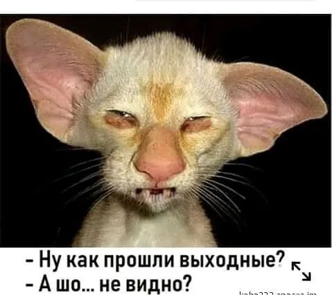 Ну как прошли выходные А шо не видно