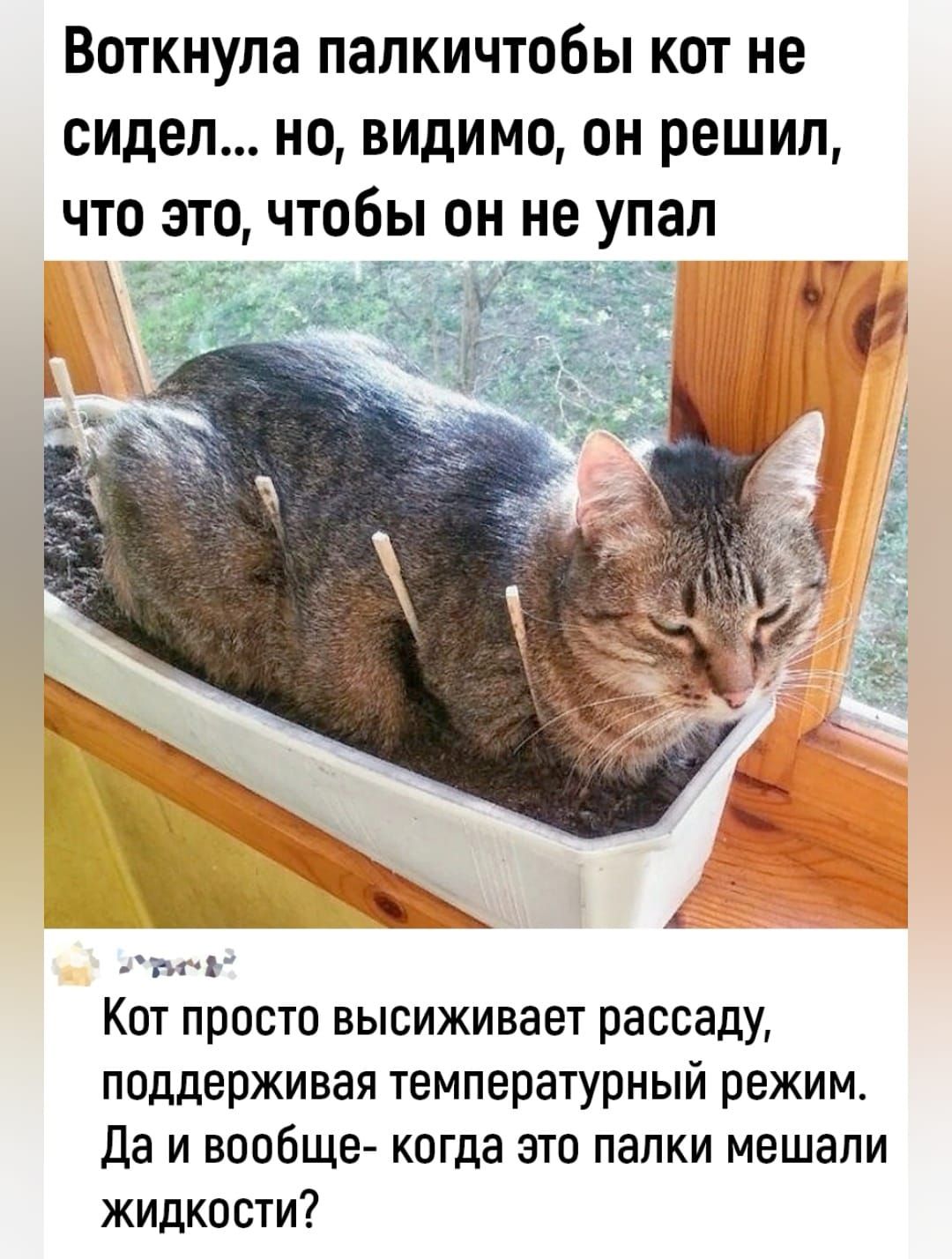 Воткнупа папкичтобы кот не сидел но видимо он решил что это чтобы ои не упал Ёі Ъі1 Кот просто высиживает рассаду поддерживая температурный режим да и вообше коща это папки мешали жидкости