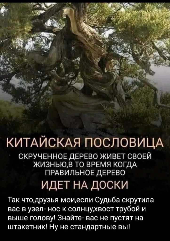 КИТАЙСКАЯ ПОСЛОВИЦА СКРУЧЕННОЕ дЕРЕВО ЖИВЕТ своей жизньюв то ВРЕМЯ КОГДА прдвипьнов дерево ИДЕТ НА доски Так чтодрузья моиеспи Судьба скрутипа вас в узел нос к сопнцихвост трубой и выше голову Знайте вас не пустят на штакетник Ну не стандартные вы