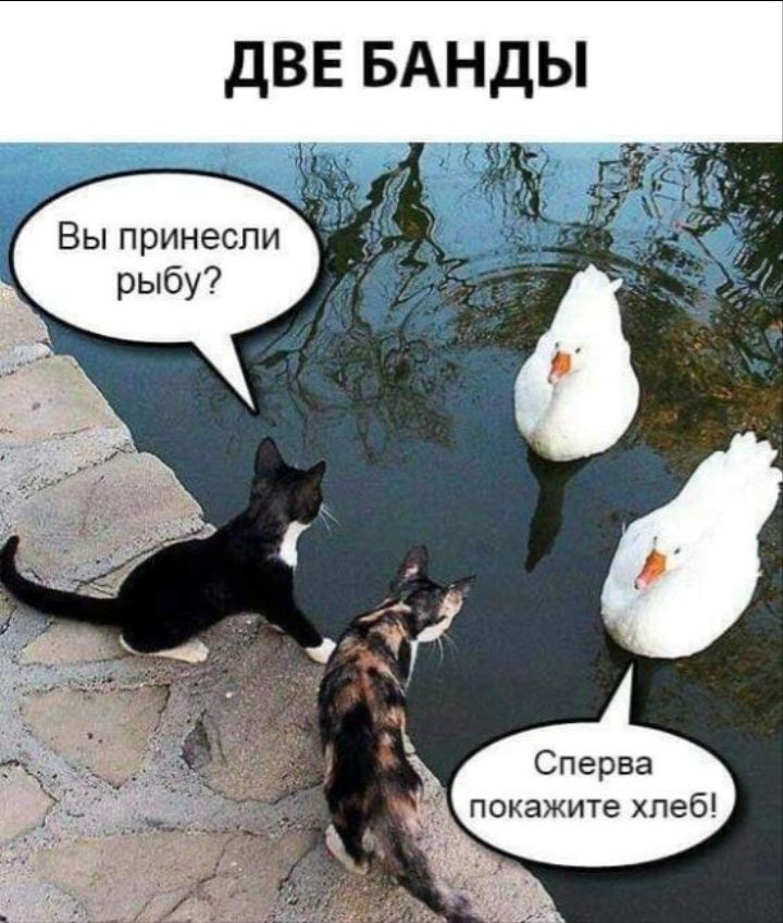 две БАНДЫ Вы принесли рыбу покажите хлеб