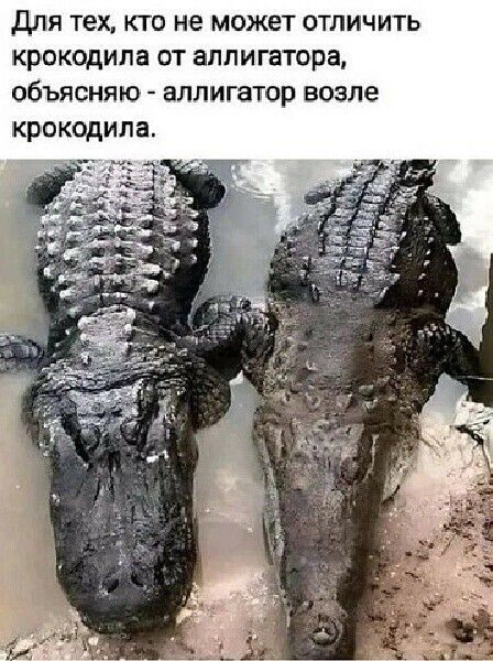 для тех кто не может отличить крокодила от аллигатора объясняю аллигатор возле крокодила