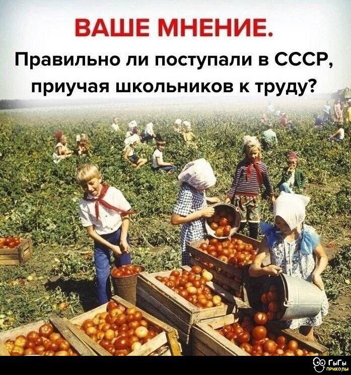ВАШЕ МНЕНИЕ. Правильно ли поступали в СССР, приучая школьников к труду?