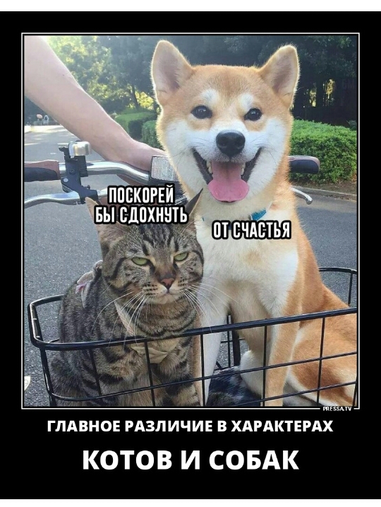 ГЛАВНОЕ РАЗЛИЧИЕ В ХАРАКТЕРАХ КОТОВ И СОБАК