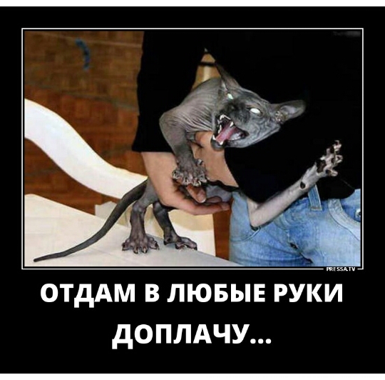 ОТДАМ В ЛЮБЫЕ РУКИ дОПЛАЧУ
