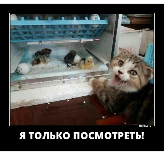 Я ТОЛЬКО ПОСМОТРЕТЬ