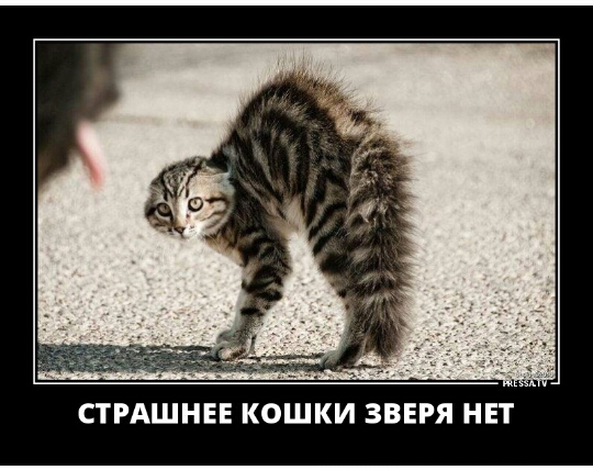 СТРАШНЕЕ КОШКИ ЗВЕРЯ НЕТ