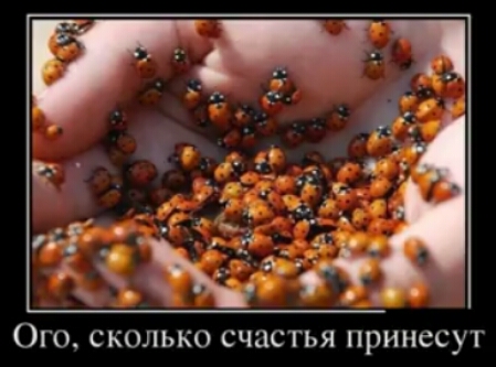 Ого сколько счастья принесут