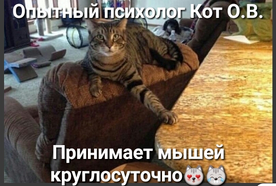 ПринимаетМышей круглосуточно 9