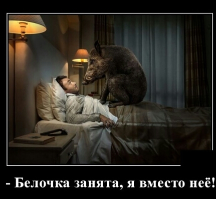 Белочка занята я вместо неё