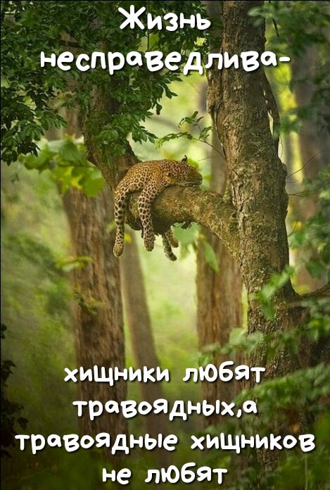 ЖИЗНЬ _ неспрэвв н троеойдньпхь травоядные хілщников не любят