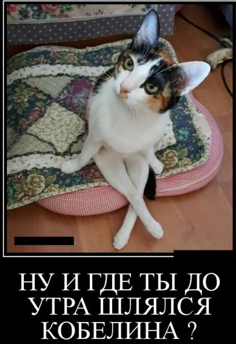НУ И ГДЕ ТЫ ДО УТРА шлялся КОБЕЛИНА