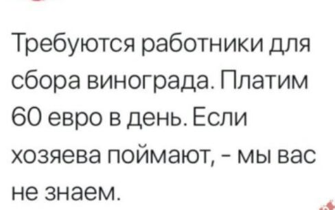 Требуются работники для сбора винограда Платим 60 евро в день Если хозяева поймают мы вас не знаем