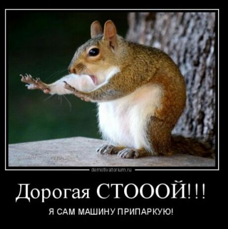 Дорогая СТОООЙ Я САМ МАШИНУПРИПАРКУЮ