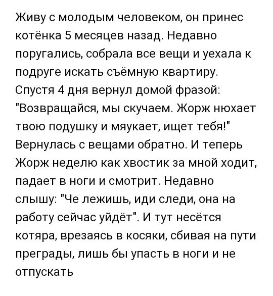 Живу с молодым человеком он принес котёнка 5 месяцев назад Недавно поругались собрала все вещи и уехала к подруге искать съемную квартиру Спустя 4 дня вернул домой фразой Возвращайся мы скучаем Жорж нюхает твою подушку и мяукает ищет тебя Вернулась с вещами обратно И теперь Жорж неделю как хвостик за мной ходит падает в ноги и смотрит Недавно слышу Че лекишь иди следи она на работу сейчас уйдёт И 