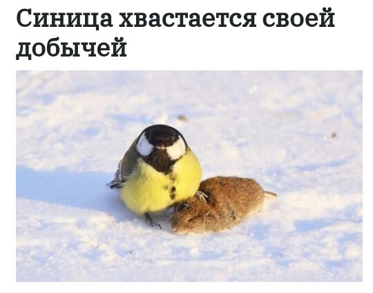 Синица хвастается своей добычей