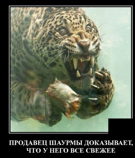 ПРОДАВЕЦ ШАУРМЫ ДОКАЗЫВАЕТ ЧТО У НЕГО ВСЕ СВЕЖЕЕ