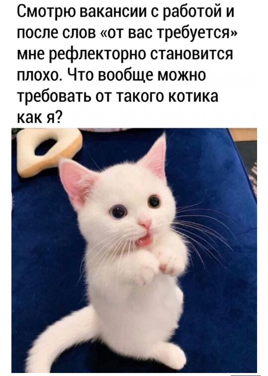 Смотрю вакансии с работой и после слов от вас требуется мне рефлекторно становится плохо Что вообще можно требовать от такого котика как я