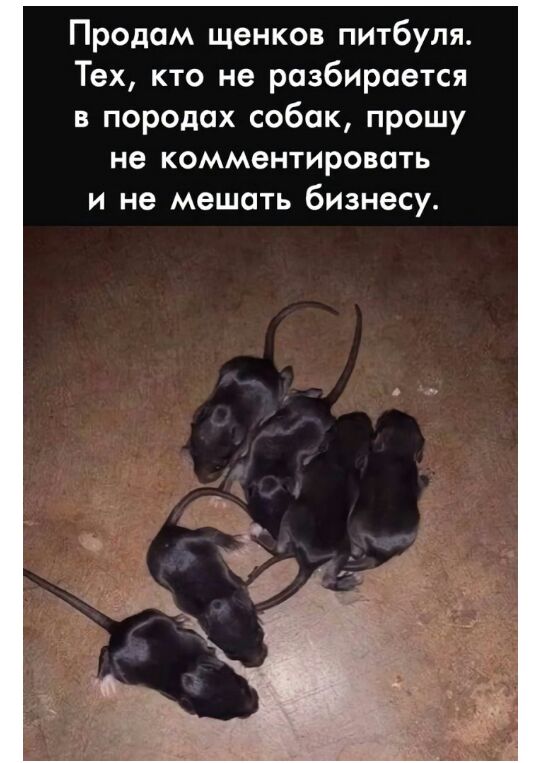 Продам щенков питбуля Тех кто не разбирается в породах собак прошу не комментировать и не мешать бизнесу