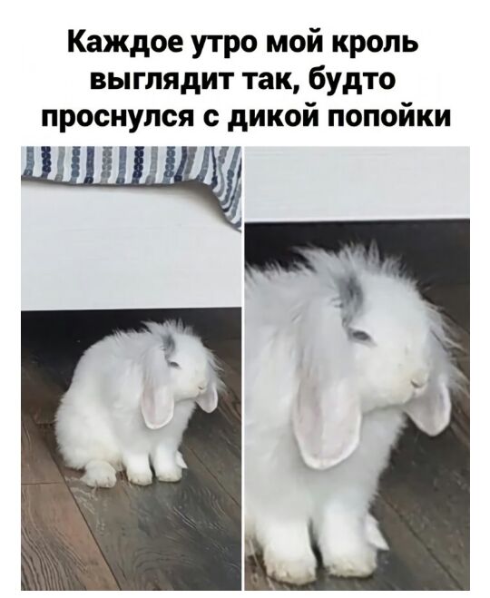 Каждое утро мой кропь выглядит так будто проснулся дикой попойки 153