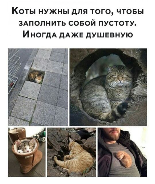 Коты нужны для того чтобы здполнить совой пустоту ИНОГДА дАЖЕ душевную