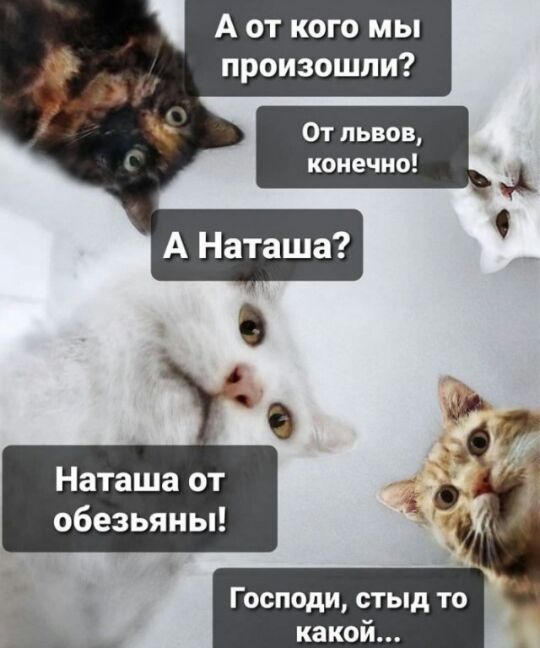 А от кого мы произошли Наташа от обезьяны _ Господи стыд то __ како