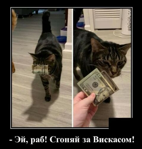 Эй раб Сгоняй за Вискасом