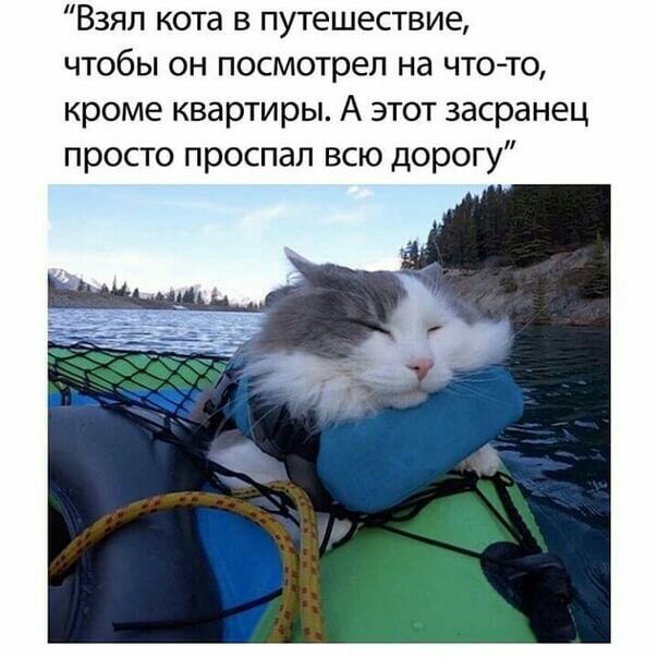 Взял кота в путешествие чтобы он посмотрел на что то кроме квартиры А этот засранец просто проспал всю дорогу