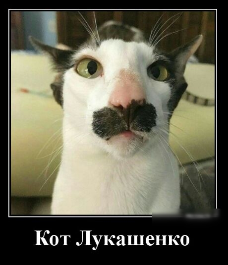 Кот Лукашенко