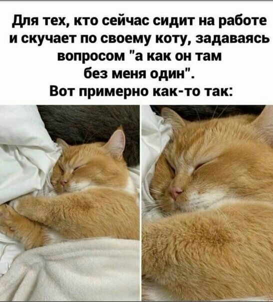 для тех кто сейчас сидит на работе и скучает по своему коту задаваясь вопросом а как он там без меня один Вот примерно как то так