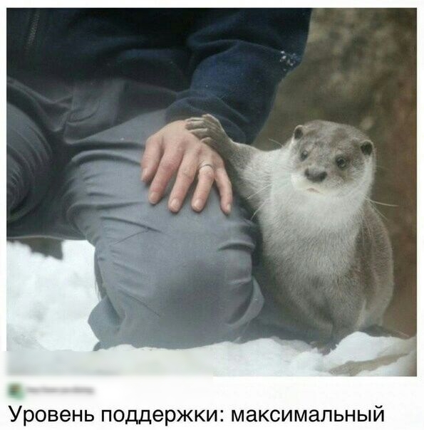 Уровень поддержки максимальный