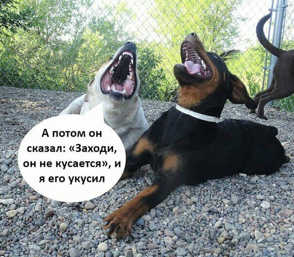 А потом он сказал Заходи он не кусается и я его укусил